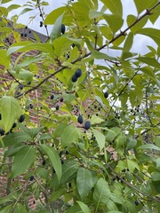 Chionanthus virginicus