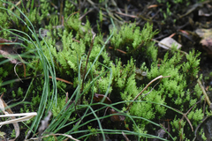 Aulacomnium palustre