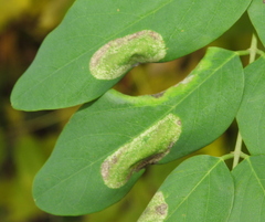 Macrosaccus robiniella
