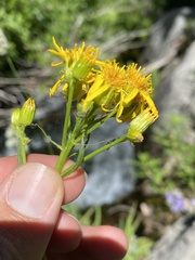 Senecio triangularis