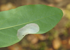 Macrosaccus robiniella