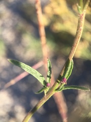 Verbena orcuttiana