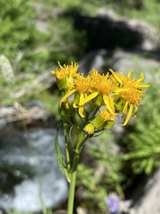 Senecio triangularis