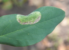 Macrosaccus robiniella