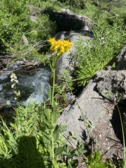 Senecio triangularis