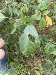 Calycanthus occidentalis