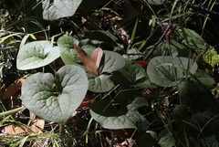 Asarum caudatum