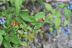 Aceria caliberberis