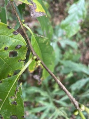 Calycanthus occidentalis