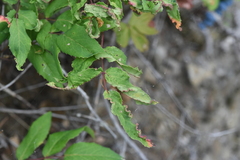 Aceria caliberberis