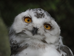Bubo scandiacus