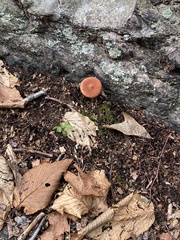 Cortinarius semisanguineus