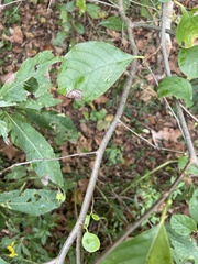 Calycanthus occidentalis
