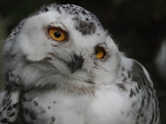 Bubo scandiacus