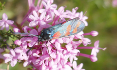 Zygaena filipendulae