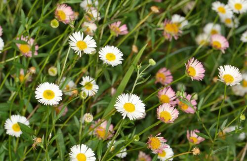 Mexican Fleabane