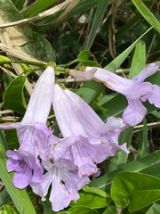 Bignonia sciuripabulum