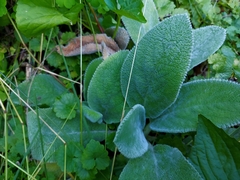 Stachys byzantina
