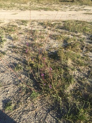 Verbena orcuttiana