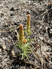 Castilleja arachnoidea