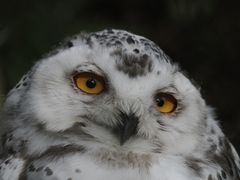 Bubo scandiacus