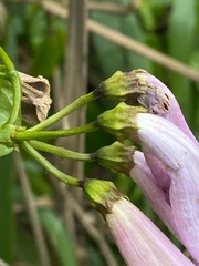 Bignonia sciuripabulum