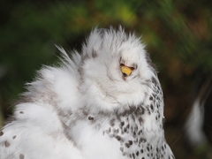 Bubo scandiacus