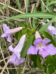 Bignonia sciuripabulum