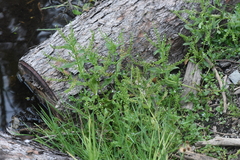 Veronica catenata