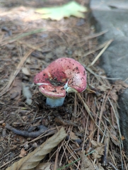 Russula rosacea