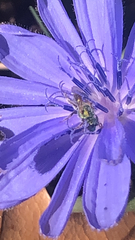 Augochlorella aurata