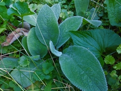 Stachys byzantina