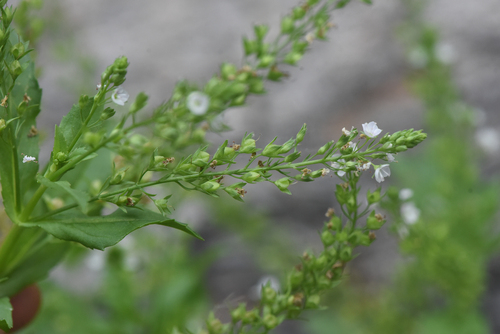 Veronica catenata iNat (3)