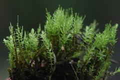 Aulacomnium palustre