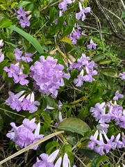 Bignonia sciuripabulum