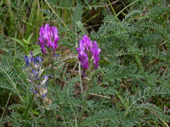 Astragalus onobrychis