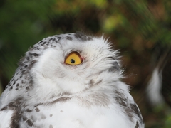 Bubo scandiacus