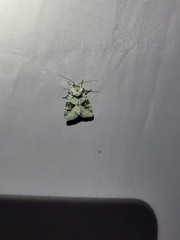 Lacinipolia implicata
