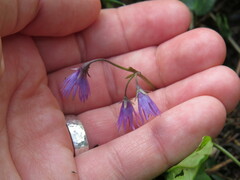 Soldanella