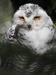 Bubo scandiacus