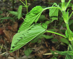 Polygonia comma