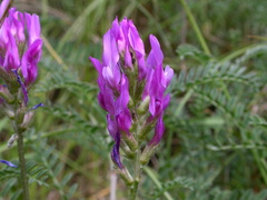 Astragalus onobrychis