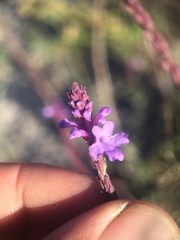 Verbena orcuttiana