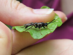 Tenthredo bipunctula