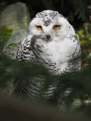Bubo scandiacus