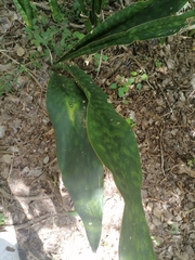 Sansevieria