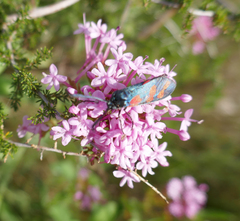 Zygaena filipendulae