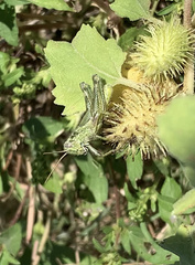 Campylacantha olivacea