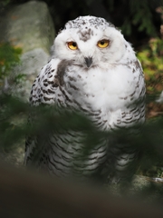 Bubo scandiacus
