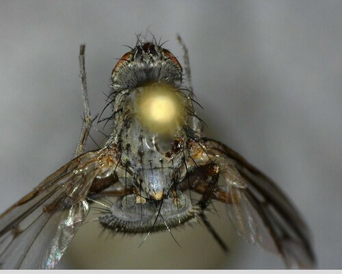 iNaturalist observation photo of Calyptrate Flies